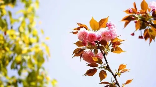 俄罗斯歌曲《春天里的花园花儿美丽》