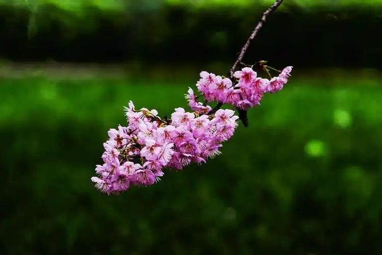 林一峰《樱花诀》