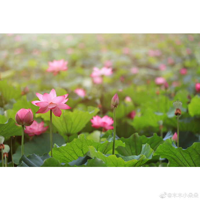 京城 10处赏荷地大搜罗
