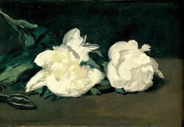 爱德华·马奈《白色牡丹花》