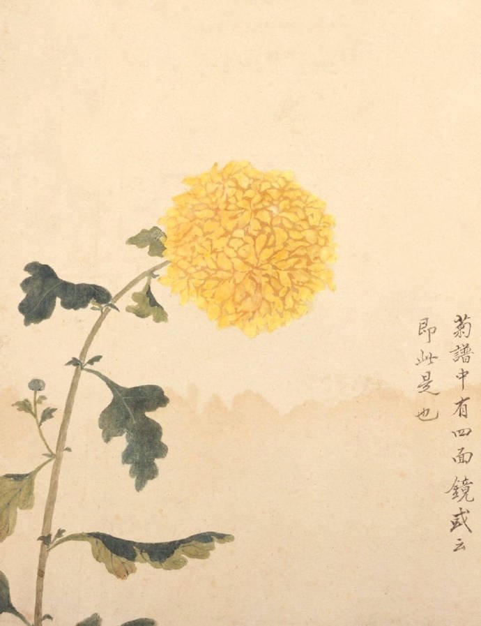 蒋淑《临蒋廷锡花卉图册》