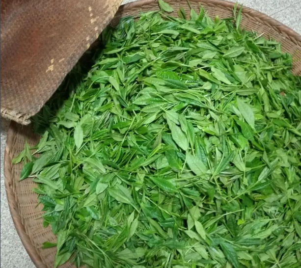 捏尖和布尖？教你一招分辨手工太平猴魁