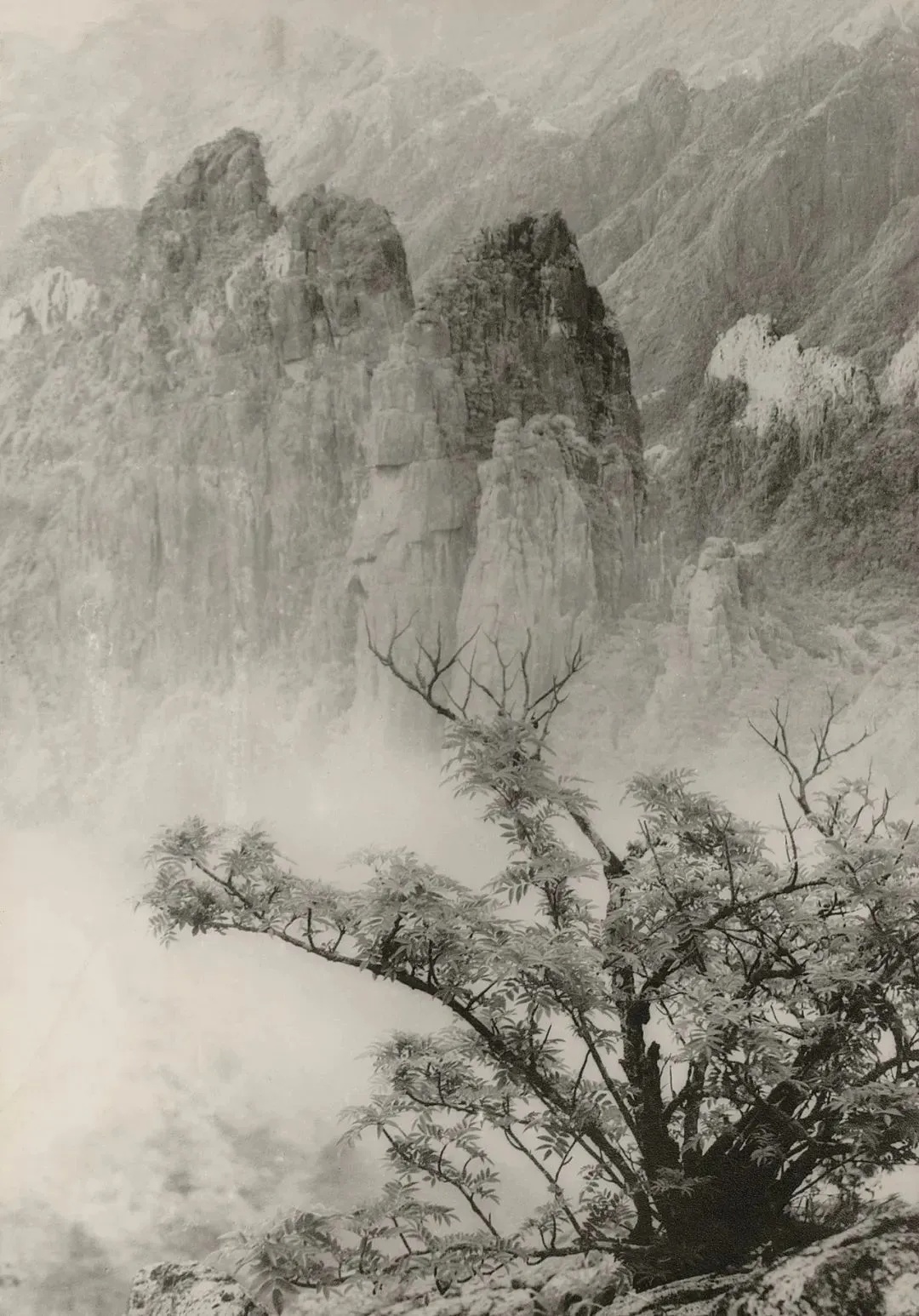 孙茜讲中国美术馆藏品郎静山摄影作品《春树奇峰》