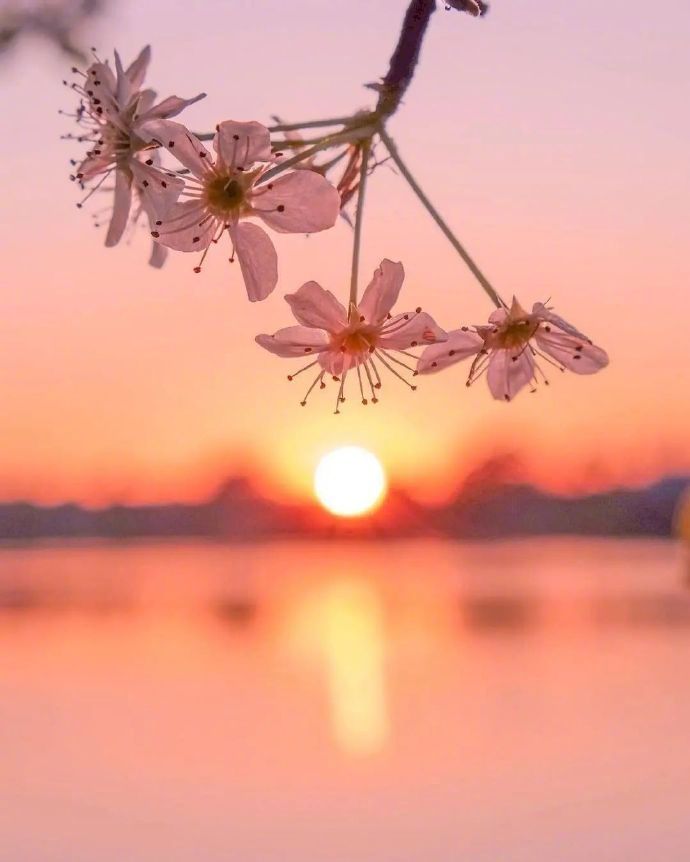 朱哲琴《夕阳西下》